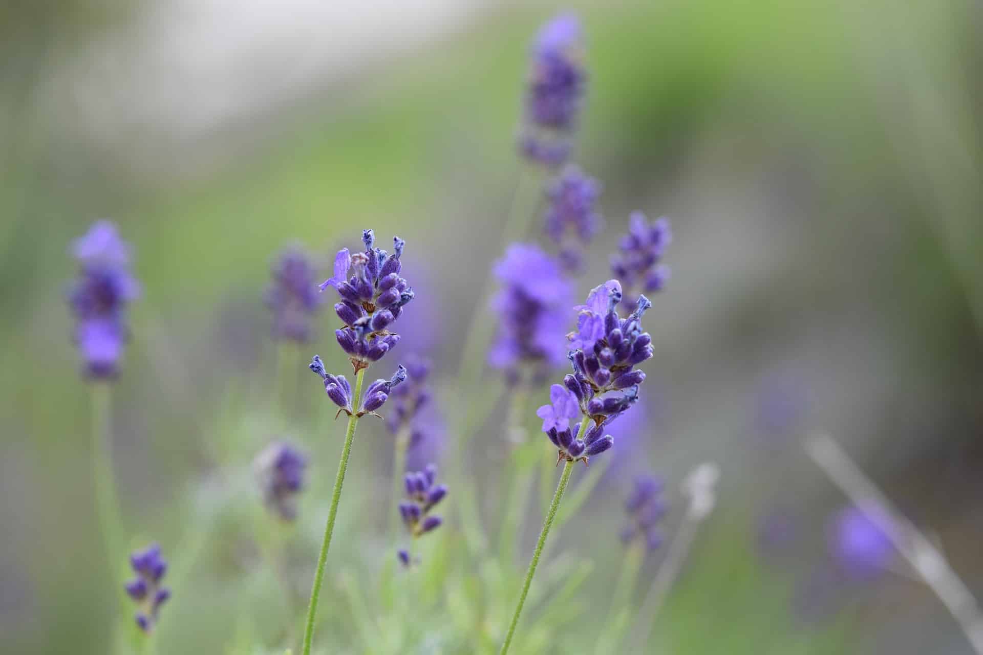 Lavendel